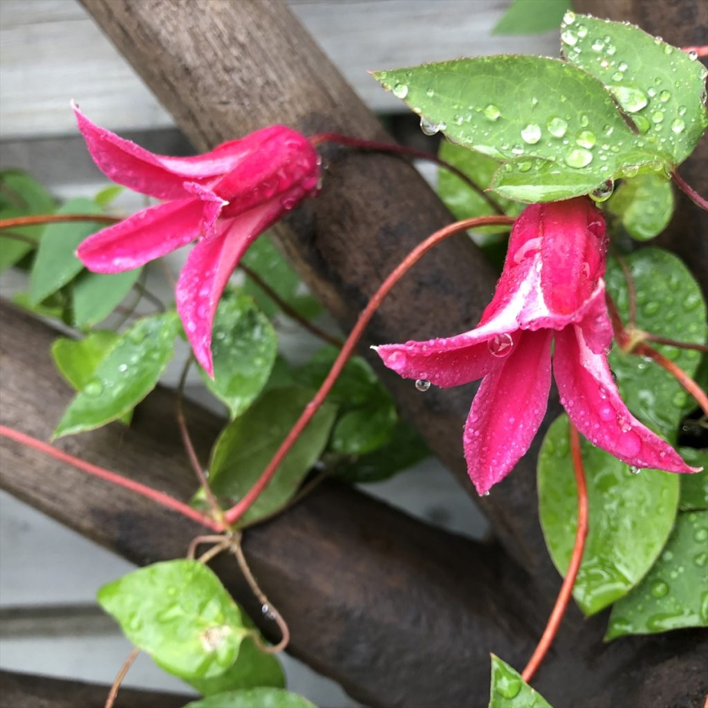 ホームページをリニューアルしました。